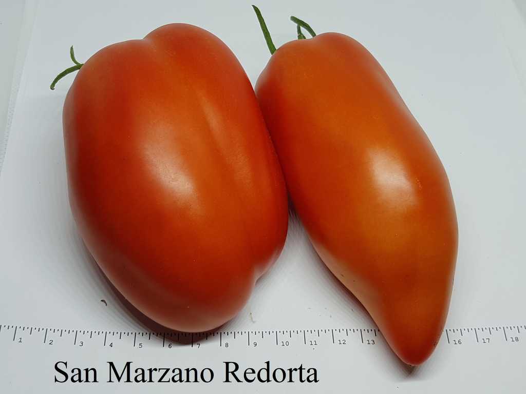San Marzano Redorta